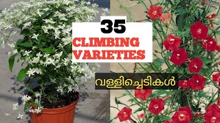 35  വെറൈറ്റി വള്ളിച്ചെടികൾ Grow Best Vines \& Climbers for Containers#climber #vines #life_gardening