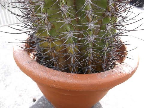 Video: Ce Face Ca Un Cactus Să Putrezească