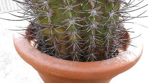 How to save a Cactus from ROT