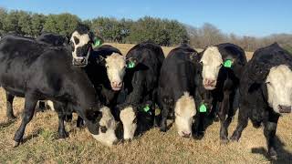 8 head of black and white face bred heifers, #12216 | Cattle for sale Black And White Dairy Cattle