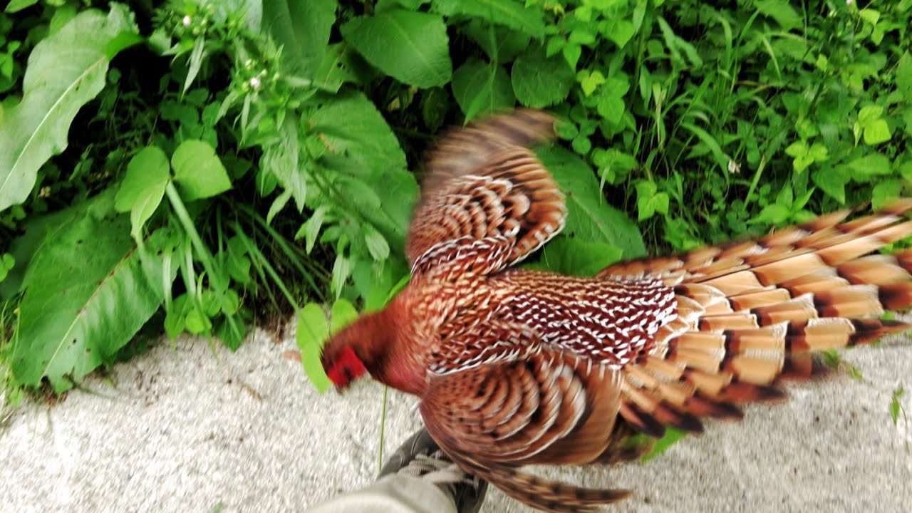 ヤマドリに攻撃された Youtube