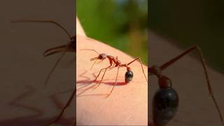 STUNG by the Bulldog Ant!