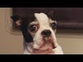 Boston Terrier Tenchan’s Diary 12