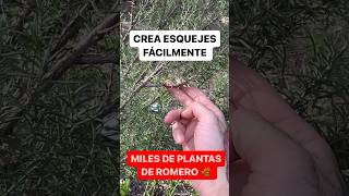 Miles de Plantas de ROMERO! Cómo Multiplicarla Fácilmente