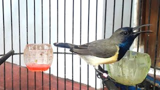 BURUNG SOGON GACOR MASZEH.PADAHAL ADA MAS HER,ADA MAS LUT ,.BANYAK MAS' POKOKNYA.INI BURUNG IDOLANYA