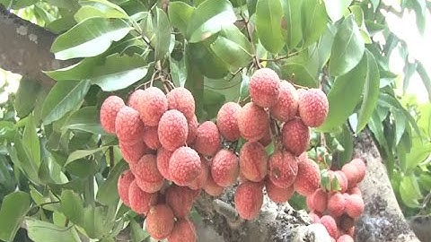 Xúc tiến tiêu thụ vải thiều niên vụ 2016