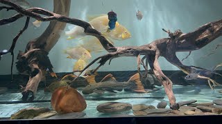 Pleco tank / L600/L96/L200/L24/L144/L083/Bwc/Blueeyes 