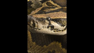 5 Interesting Facts about Burmese Pythons