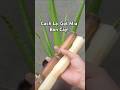 Cách Lạ: Gọt Mía Bón Nha Đam 🌿
