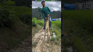 😱 Will the Golden Shoes Survive the Mud? 👞🌾 | Unexpected Twist at the End 😂🔥 #shorts #golden #shoes
