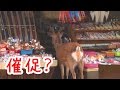 奈良公園　店のおじさんと鹿さん Friendly shop uncle and deer　NARA PARK,JAPAN