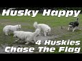 4 Huskies Chase The Flag!