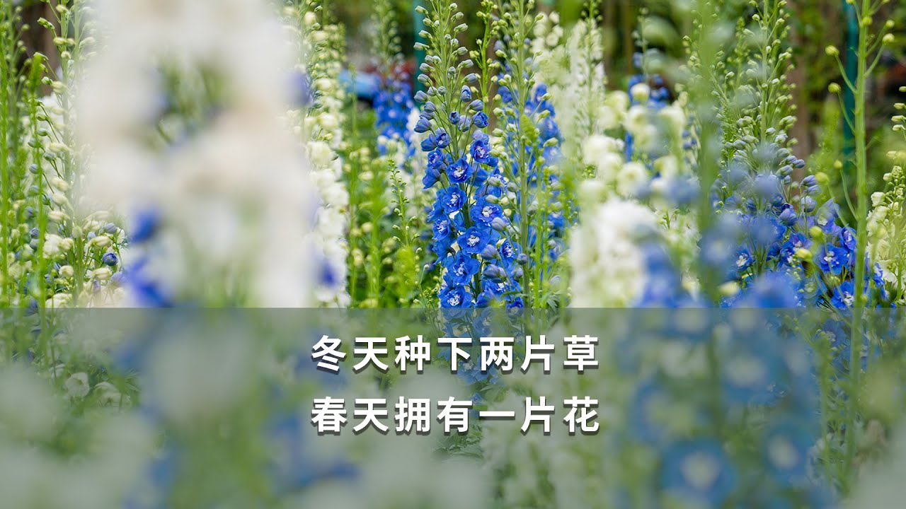 海媽植物推薦07 冬天種下兩片草 春天擁有一片花 大花飛燕草time To Plant Delphinium Youtube