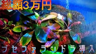 ブセファランドラの育て方 Aquarium Library