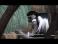 Baby black and white colobus monkey at Saint Louis Zoo