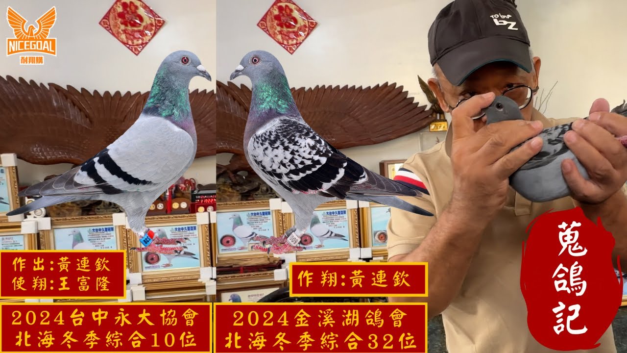 【蒐鴿記】許督導feat.黃連欽(2024金溪湖鴿會北海冬季綜合32位)、王富隆(2024台中永大協會北海冬季綜合10位)｜耐翔購