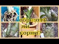 Как посадить КАТАСЕТУМ, когда КОРНИ у орхидей - живые и сухие ?