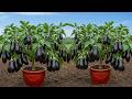 Fast Growing Eggplant Mango and Jackfruit Trees From Cutting Propagation Technique #mango #eggplant