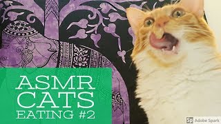 ASMR Cats  Eating #2