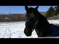 「ぶんぶん」2018.12.15レックススタッド フェノーメノ #４