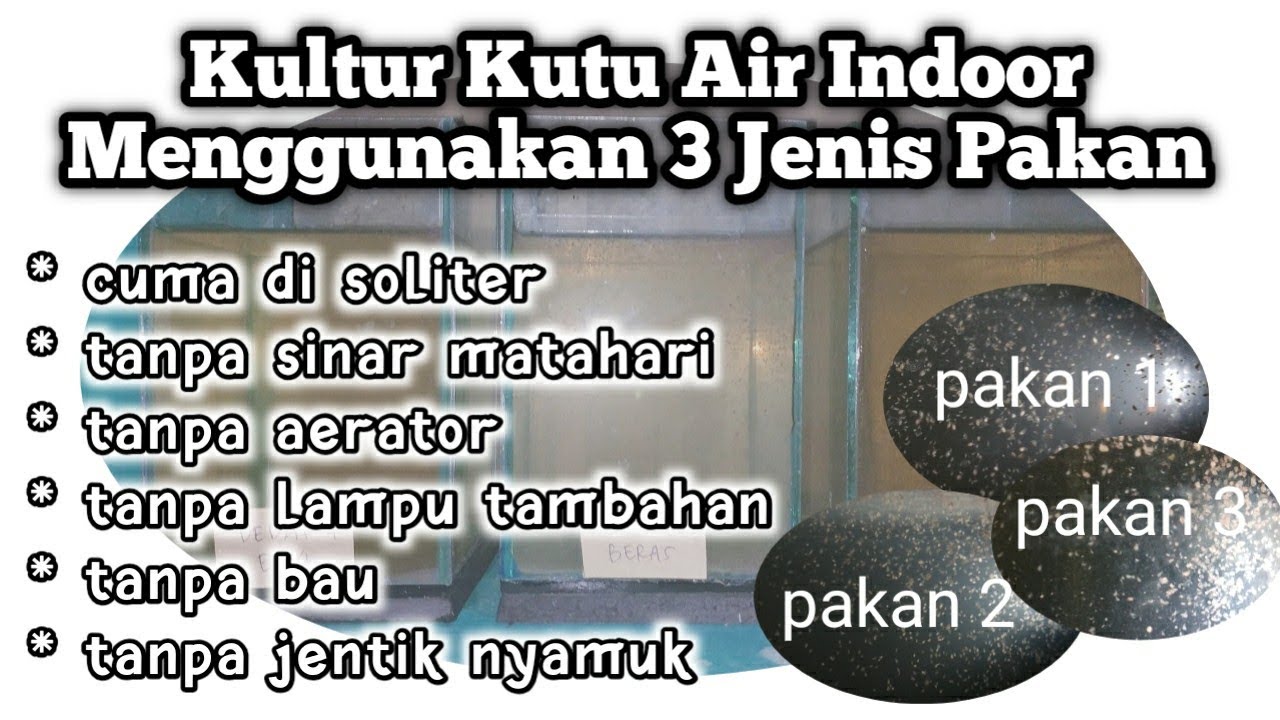 eksperimen kultur kutu air indoor menggunakan 3 jenis pakan by hobby ikan
