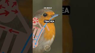 Why birds breathe better than us 🐦