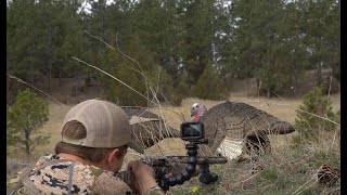 Montana Turkey Hunting Round 2 (Hunt, Clean, Cook) screenshot 1