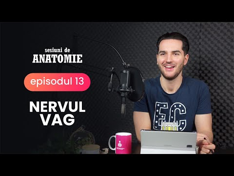 Video: Anatomia, Funcția și Localizarea Nervului Pudendal - Hărți De Corp