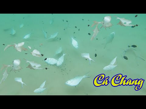 Video Thả lưới cá bè chang giải trí một mình ai ngờ cá đóng... - youtube