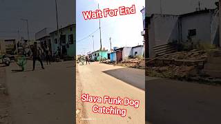 Slava Funk Dog Catching City #dog #streetdogrescue #ytviral #shorts #animals #pets #ytshorts #rescue