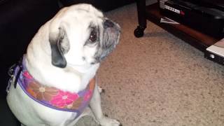 Pug snort