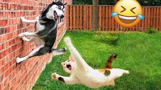 Funniest Animals 🤣 Hilarious Cats and Dogs 2024 😹🐶 Part 4