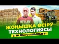 Бір рет егесің, 7 жыл пайда табасың! Су сұрамайтын - Жоңышқа сорты!  Жоңышқа өсіру технологиясы.