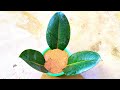 Grow Rubber plant from cuttings|How to grow Rubber plant from cuttings,Grow Rubber plant from leaf||