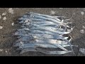 太刀魚シーズン開幕！激安仕掛けで釣って釣って釣りまくる。