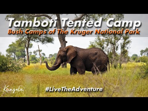 Tamboti Tented Camp Review in 4K | Kruger National Park