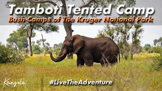 Tamboti Tented Camp Review in 4K | Kruger National Park