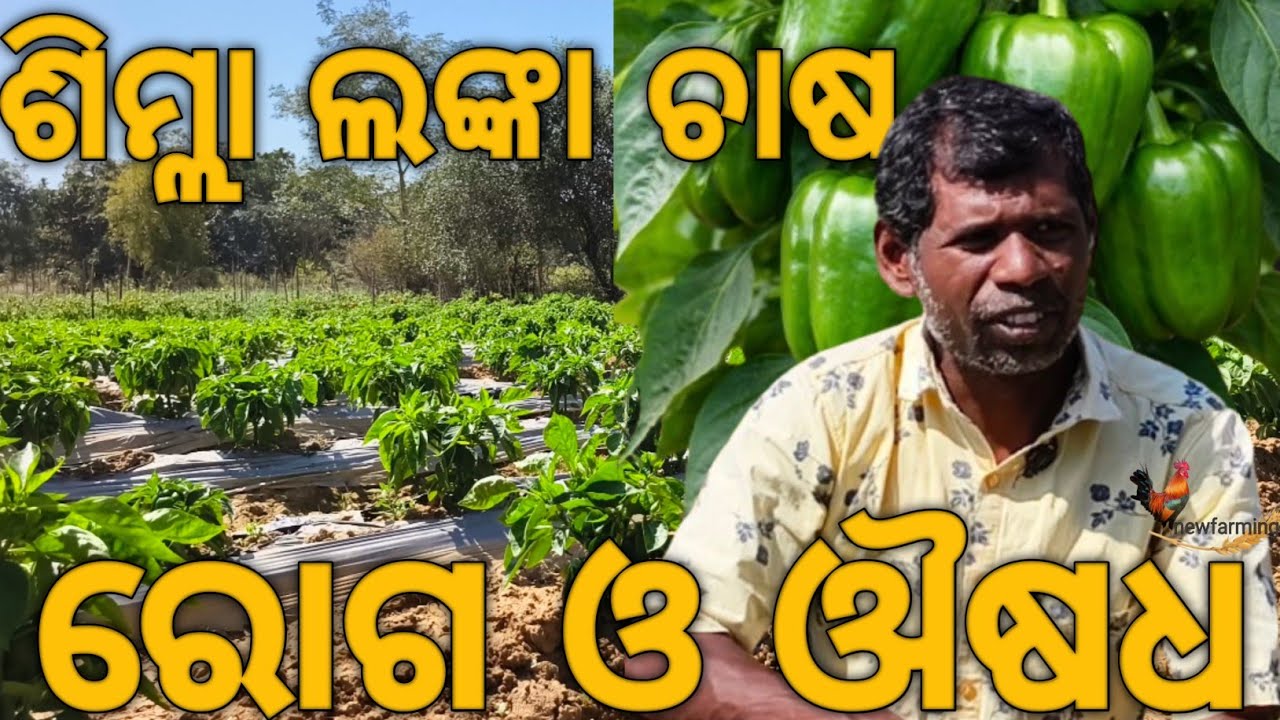 କ୍ୟାପସିକମ୍ ଚାଷ ପ୍ରଣାଳୀ | ରୋଗ  ଔଷଧ ଖର୍ଚ୍ଚ ଓ ଲାଭ |  Farming Odisha