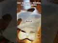 How To Make A Therian Mask And Materials Therian Fypシ Quadrobics Furry Theriangear How To Make A Therian Mask And Materials Therian Fypシ Quadrobics Furry Theriangear