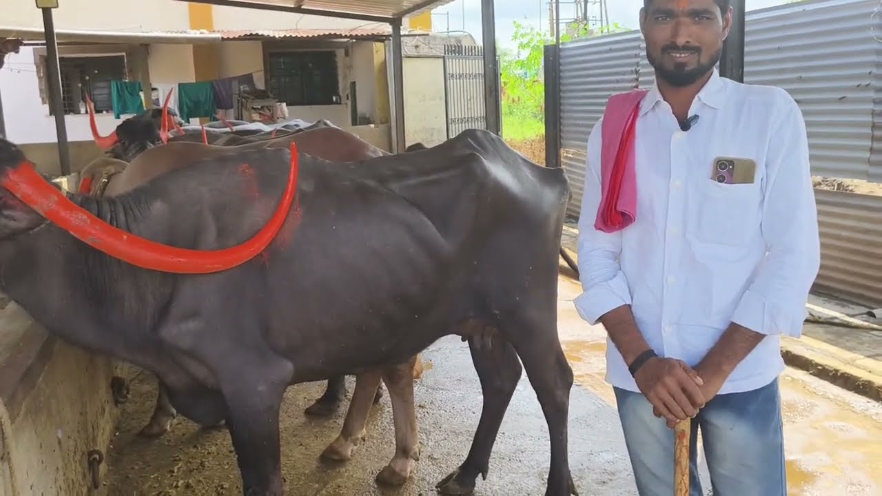 वेगाचा बेताज बादशाह म्हणून ओळख असणारे पंढरपुरी म्हशी  मध्ये अनेक पुरस्कार मिळवणारे भैया कोरे #मैदान