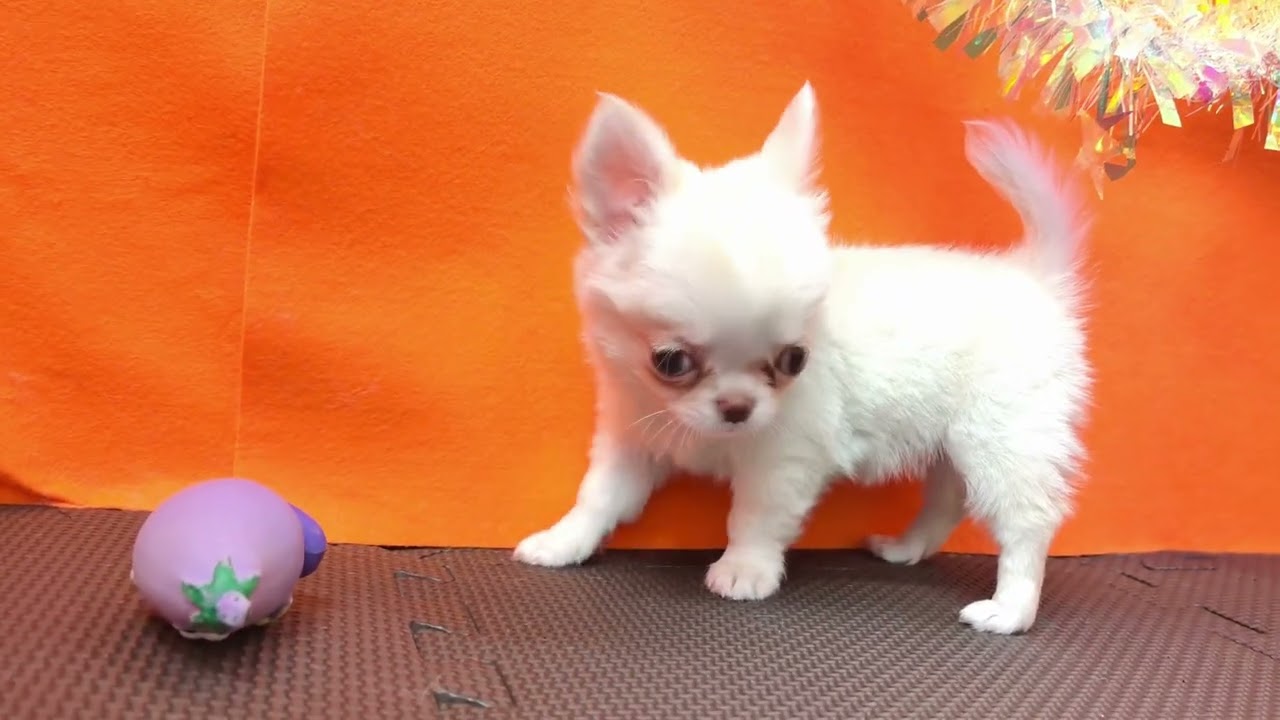 チワワちゃん むちゅむちゅチワワちゃん😍ペットショップ 犬の家 吹田店「チワワ