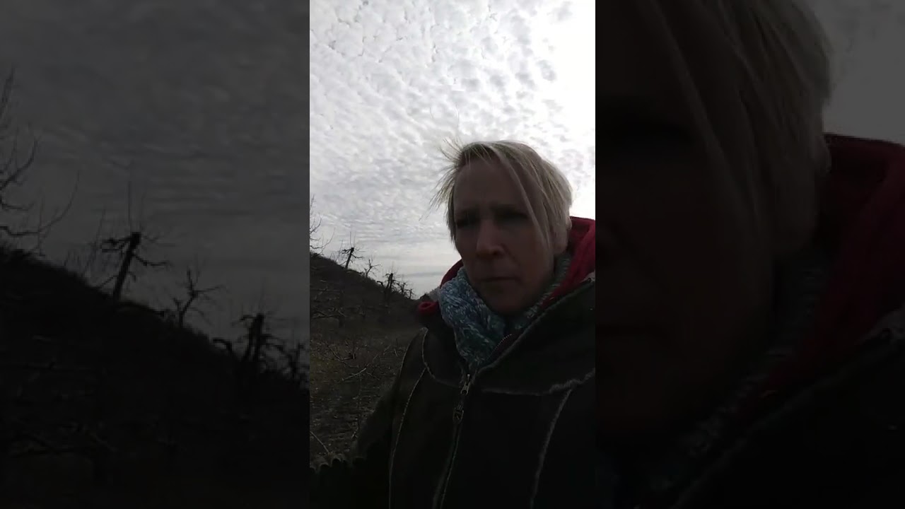 Winter time = adventures in apple tree pruning (02/10/19)