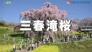 三春滝桜 - YouTube