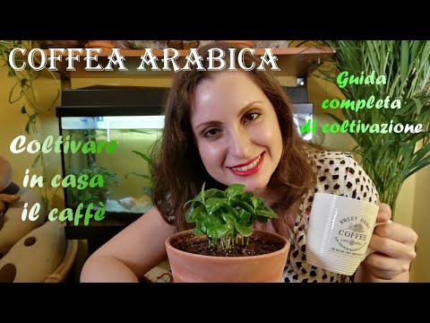 Video: Dove viene coltivato il caffè arabica?