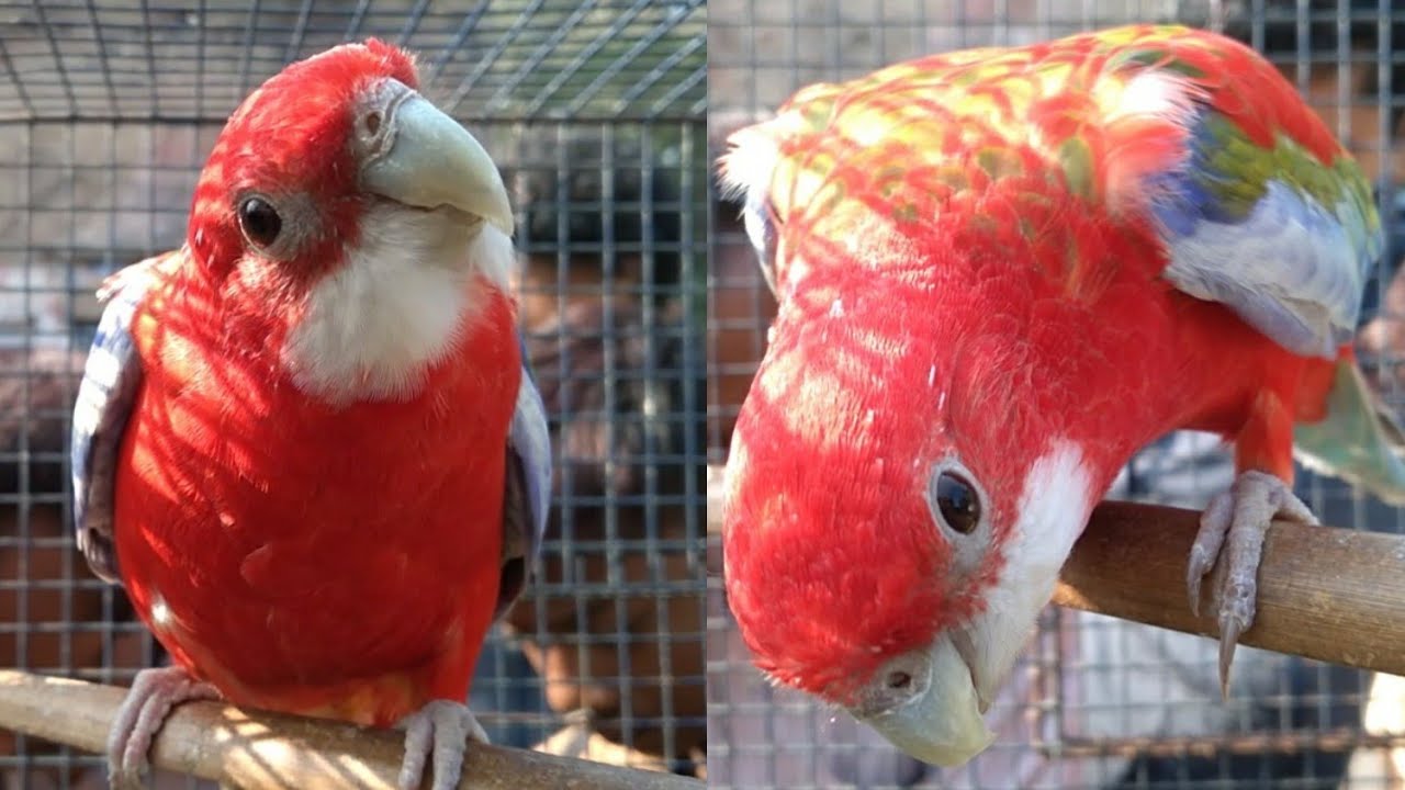 Galiff Street Pet Market Visit & Bird Price Update 27.12.20