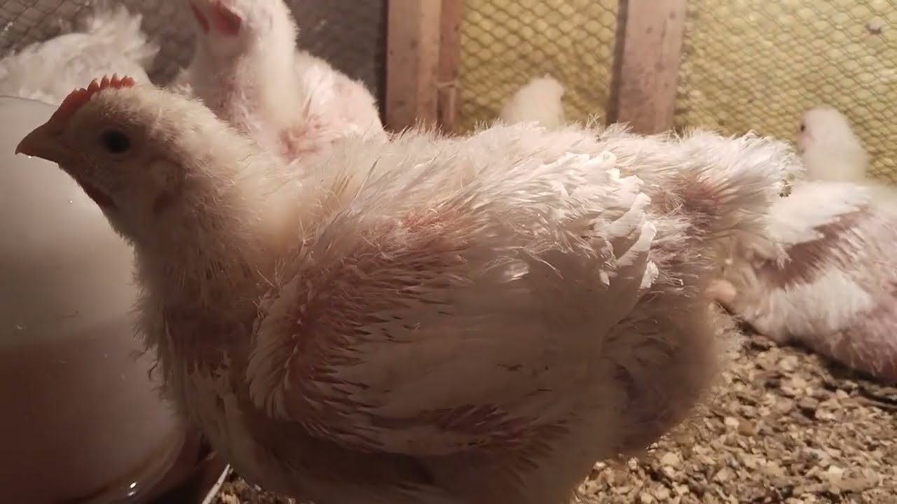 اليوم ٢٢ من عمر الكتاكيت البيضة وضرورة مضاد السموم للكتاكيت وامتى استخدم البدائل من البيت 