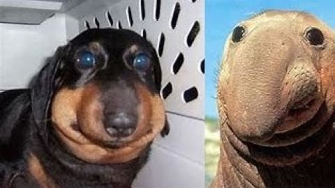 INVINCIBLE - Rust Montage