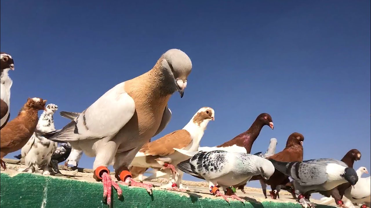 الاجواء الحاره على الحمام اجاني الشخشرلي الاسود فارط 😮