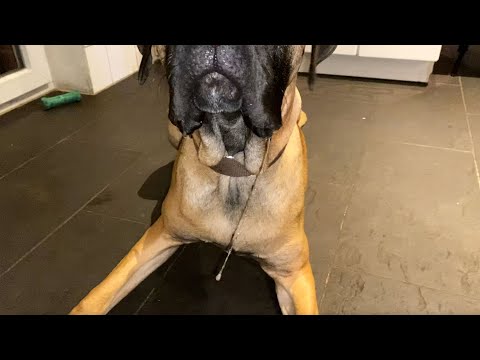 Video: Sabbert ein Cane Corso?