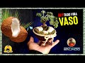 #DIY VASO QUENGA DE COCO - COCONUT VASE